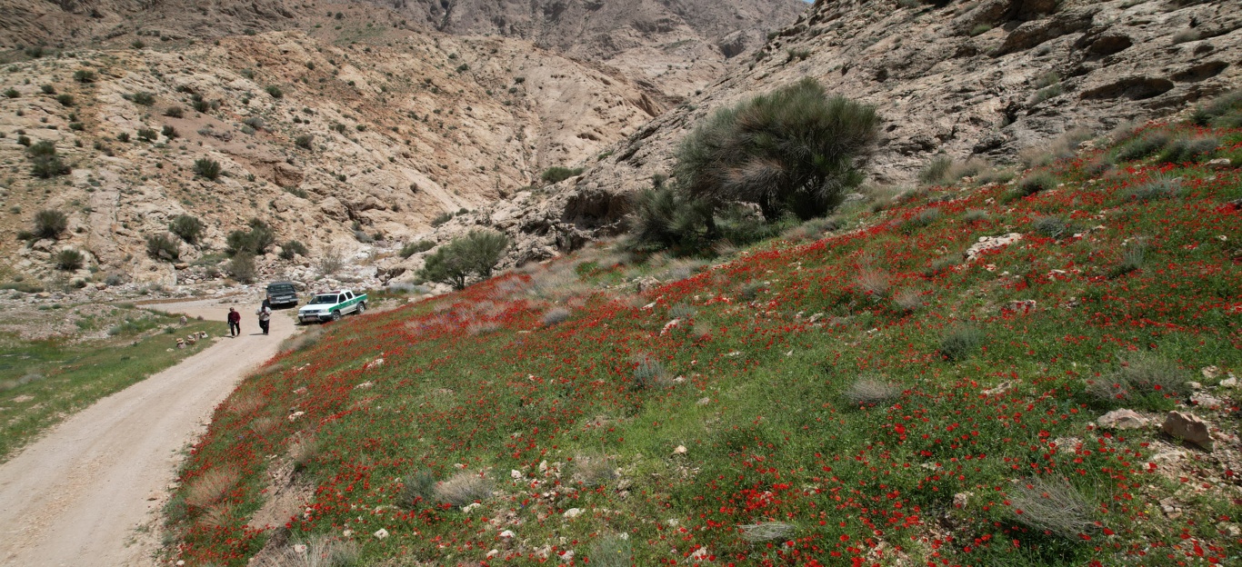خراسان جنوبی - بشرویه - مرتع
