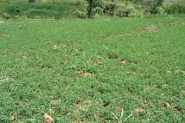 عکس‌های مرتع