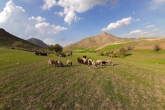 عکس‌های مرتع