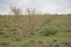 عکس‌های مرتع زیرکوه
