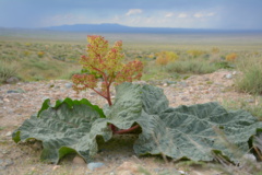 خراسان جنوبی- زیرکوه