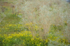 خراسان جنوبی - مرتع