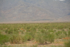 خراسان جنوبی - مرتع