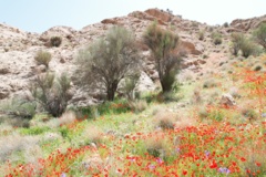 خراسان جنوبی- بشرویه -مرتع