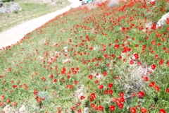 خراسان جنوبی- بشرویه -مرتع