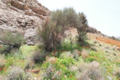 خراسان جنوبی- بشرویه -مرتع