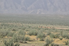 خراسان جنوبی - مرتع