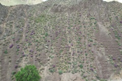 خراسان جنوبی -  سربیشه - مرتع
