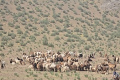 خراسان جنوبی -قاین- مرتع