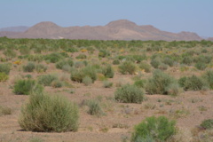 خراسان جنوبی - قاین - مرتع