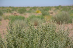 خراسان جنوبی - مرتع