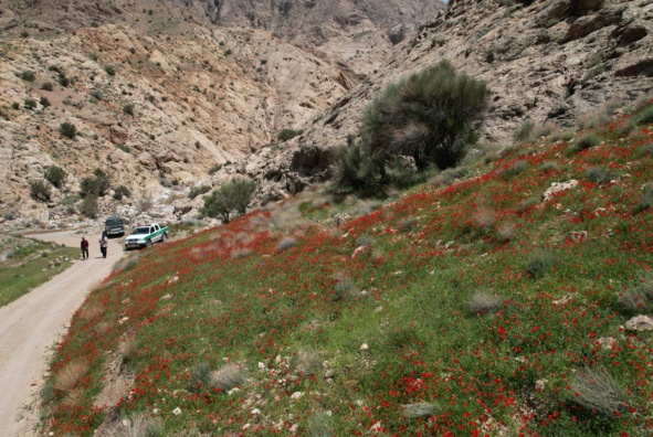 خراسان جنوبی - بشرویه - مرتع