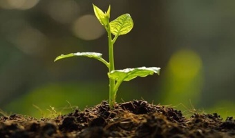 کاشت یک میلیون نهال در خراسان‌جنوبی