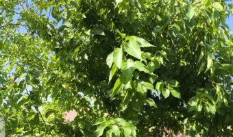 درخت های توت  توزیع شده در طرح مردمی یک  میلیارد درخت برای اولین بار در ملوند طبس میوه داد