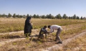 بازید کارشناسان حفظ نباتات از نهالستان شهید صادقی 