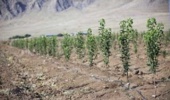 تولید 1720 هزار نهال در خراسان‌جنوبی