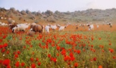 در سال آبی جاری ، 479هزار تن علوفه در خراسان جنوبی تولید شده است .