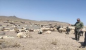 اقدام سریع منابع طبیعی خوسف: رفع چرای غیرمجاز در مرتع ماژان