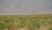 محکومیت قاچاقچی چوب به احیای ۲۵ هکتار از جنگل‌های سه‌قلعه سرایان