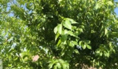 درخت های توت توزیع شده در طرح مردمی یک میلیارد درخت برای اولین بار در ملوند طبس میوه داد