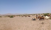 تجهیز تانکر آبرسانی برای مقابله با تخلف غیرمجاز در عشقآبادطبس