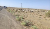 جلوگیری از ورود دامهای غیرمجاز به عرصههای جنگلی خوسف