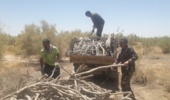 یک تن تاغ جنگلی قاچاق کشف و توقیف شد