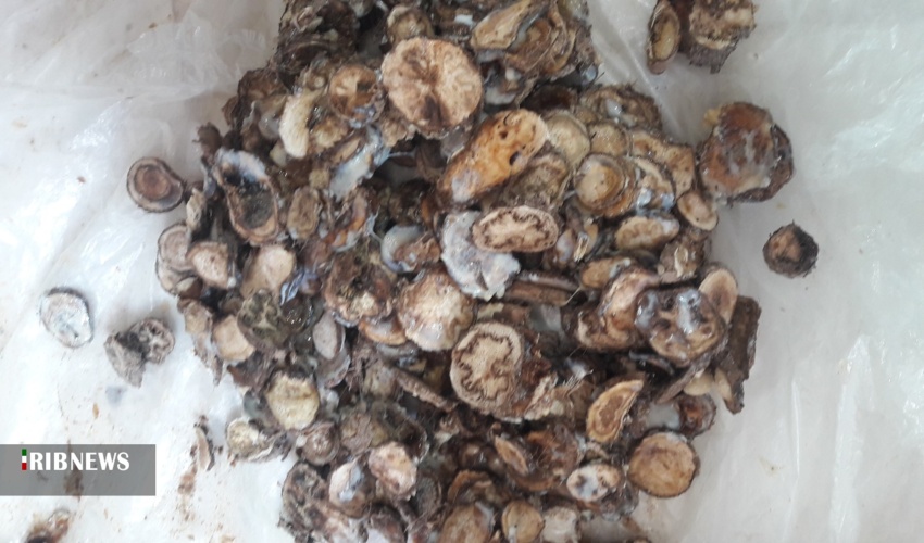 خسارت بارندگی به بیش از ۵۰ درصد از آنغوزه شیرین
