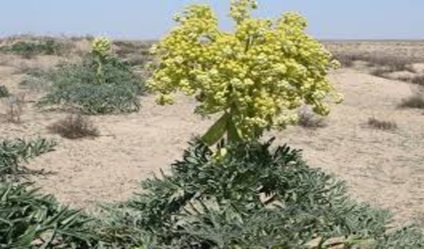 آنغوزه ۹۰میلیارد تومان سود ارزی دارد