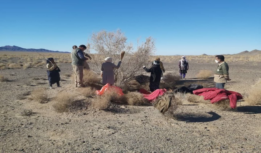 جمع آوری بذر در سطح شهرستان
