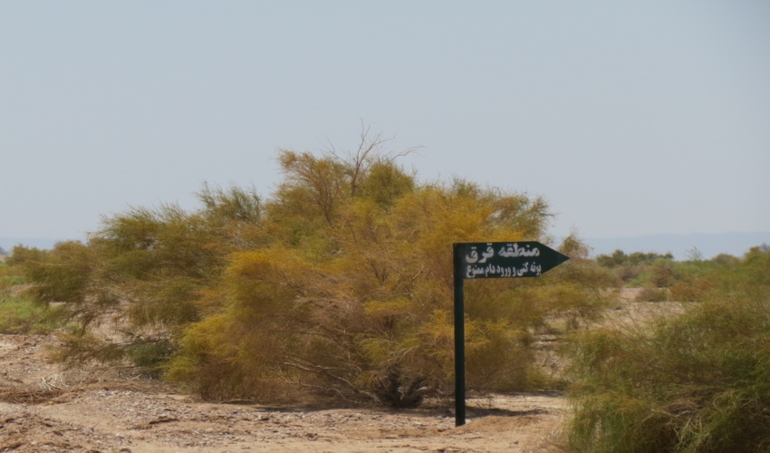 آزاد سازی قرق برخی تاغزارهای دست کاشت شهرستان طبس