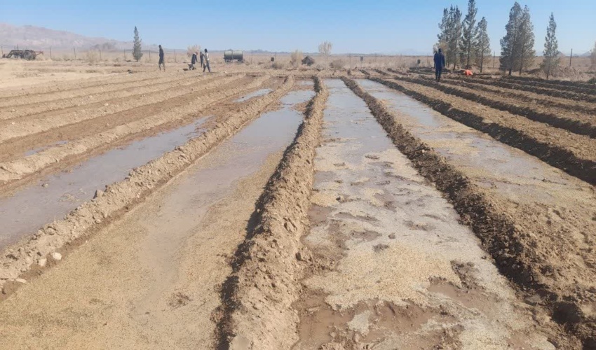 آماده سازی خزانه تولید نهال