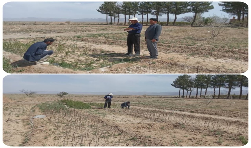 گزارش تصویری از سبزینگی نهالستان های منابع طبیعی 