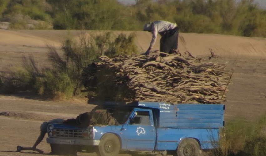 توقیف بیش از یک تن چوب قاچاق در خراسان جنوبی