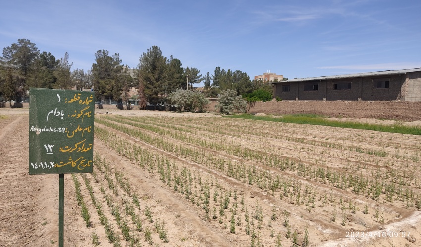 اجرای عملیات تولید بیش از 250 هزار اصله نهال 