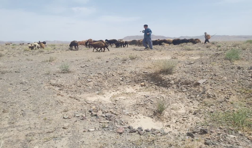 جلوگیری از ورود دام به هلالی های آبگیر