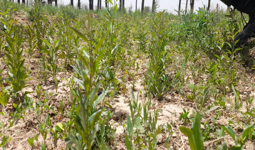 ایجاد سبزینگی و نشاط در بیابانهای سربیشه 