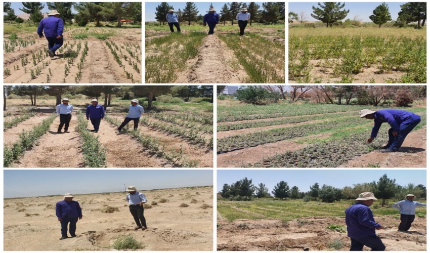 بازدید ناظر عالی اداره کل منابع طبیعی و آبخیزداری خراسان جنوبی از وضعیت سبزینگی نهالستان شهرستان زیرکوه