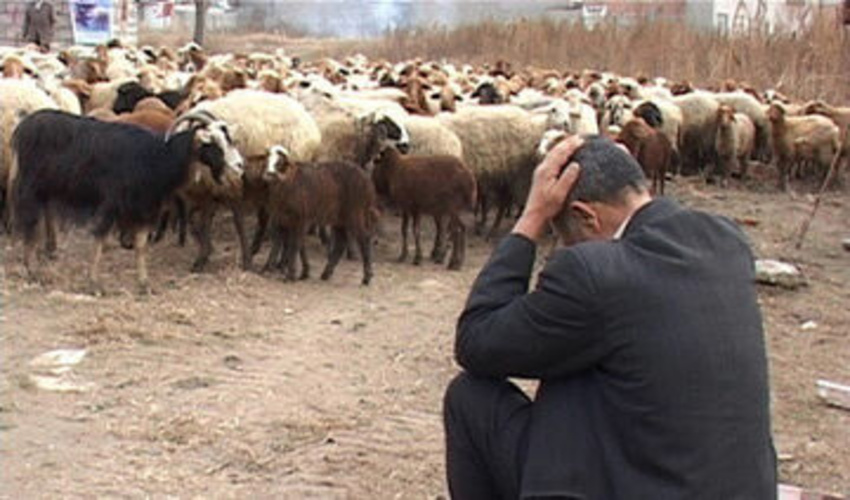 کاهش ۵۹ درصدی تولید علوفه در مراتع خراسان جنوبی