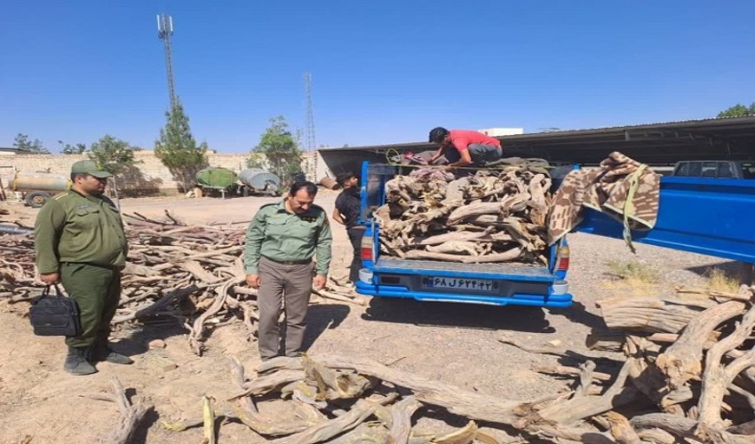 کشف محموله چوب تاغ در فردوس