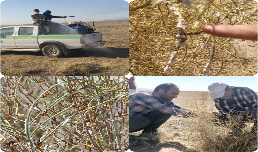 محلول پاشی بیش از 450 هکتار از مراتع شهرستان زیرکوه