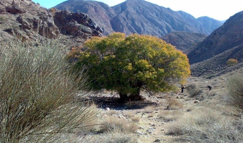 جنگل‌های خراسان جنوبی دیگر قدرت تولید چوب ندارند