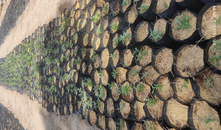 تولید 10 هزار اصله  نهال مرتعی 