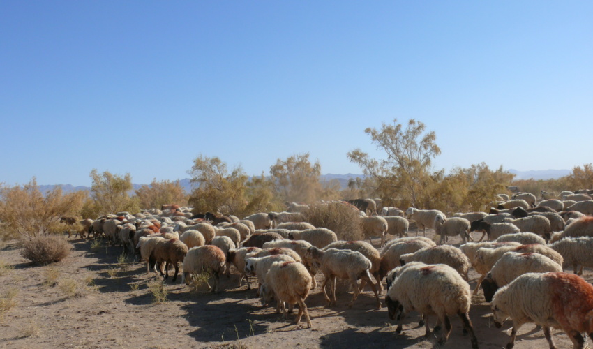 عایدی 280 میلیارد تومانی دامداران شهرستان از آزاد سازی مراتع قرق شهرستان
