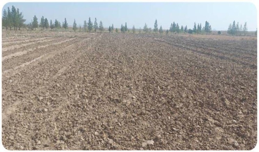 آغاز طرح کاشت یک میلیارد درخت در خراسان‌جنوبی 