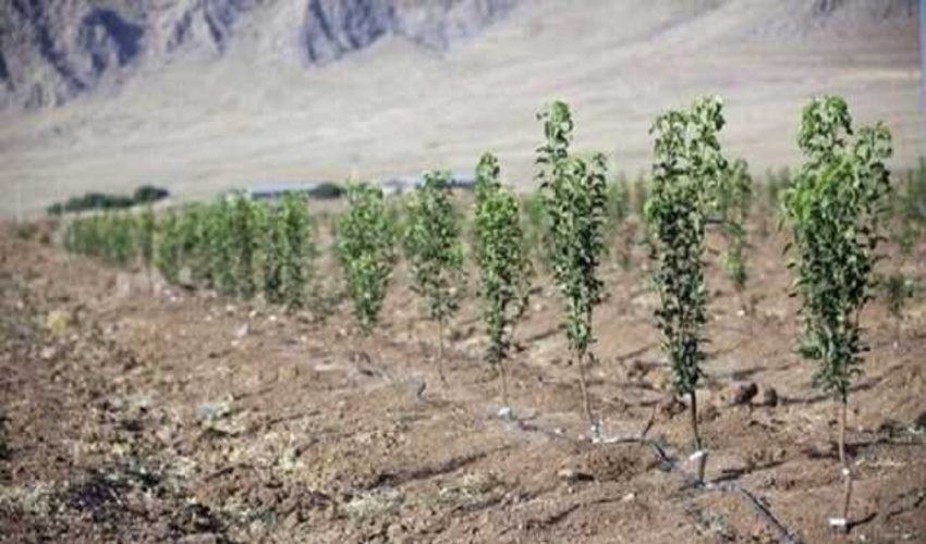تولید 1720 هزار نهال در خراسان‌جنوبی