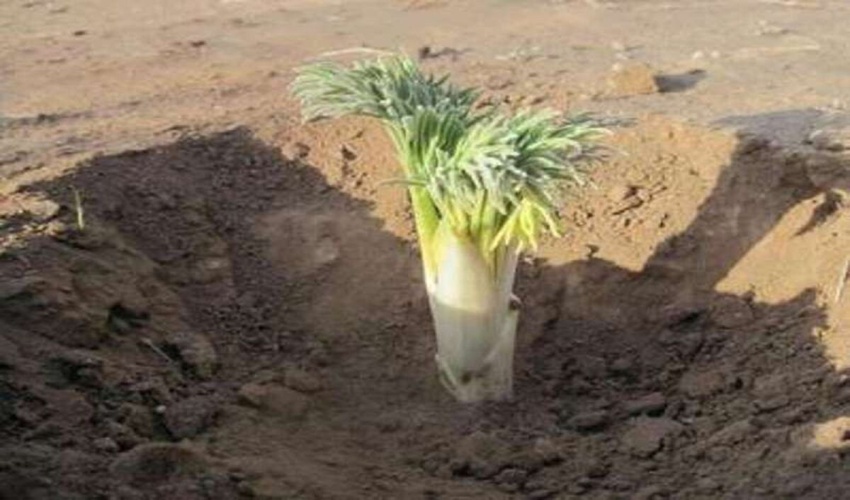 عرضه گیاه کما در خراسان جنوبی ممنوع است