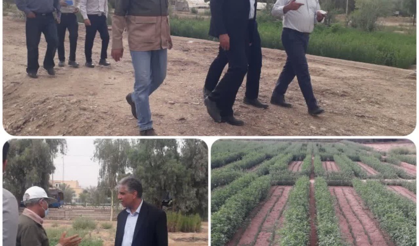 بازدید مدیر کل و معاون دفتر امور بیابان سازمان منابع طبیعی و آبخیزداری کشور از نهالستان حسین آباد شهرستان طبس