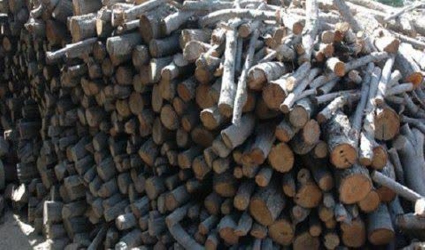 کشف 9 تن چوب از ابتدای سال در خراسان جنوبی
