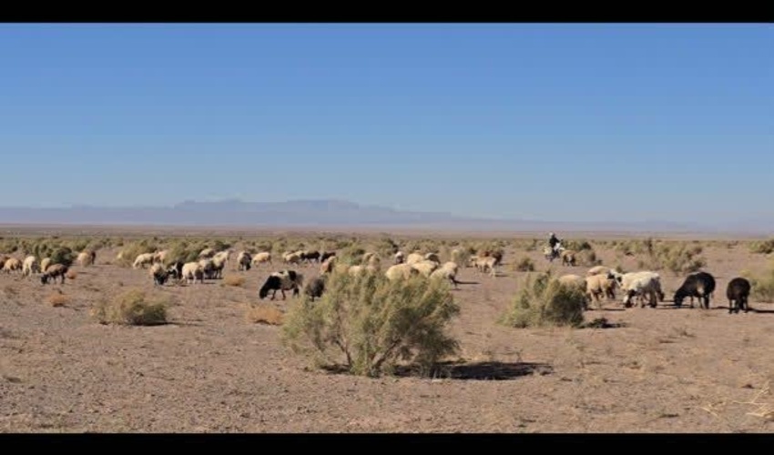 تشکیل 51 فقره پروند چرای دام غیر مجاز در استان